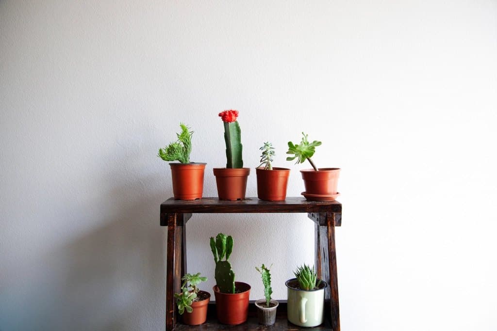 Ladder Plant Shelf